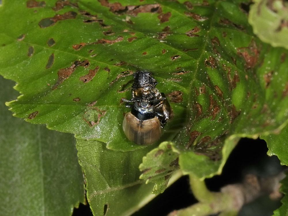 Linaeidea aenea - (Chrysomelidae) - Cambio di abito